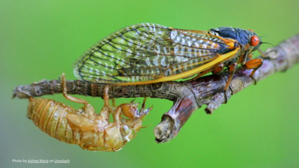 Image for event: Cicadas: A Periodic Phenomenon